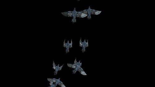 Flock of Dark Birds Flying Upwards Loop Alpha Channel