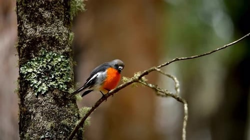 Breathtaking And Beautiful View Of Flame Robin