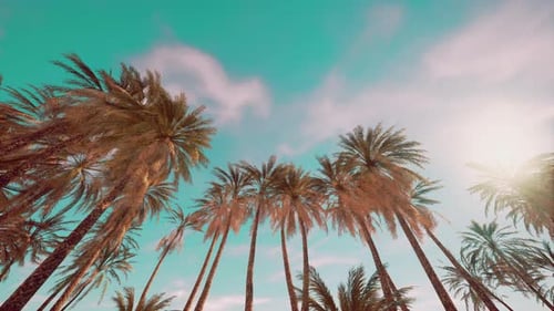 Palm Trees and Blue Sky at Tropical Coast