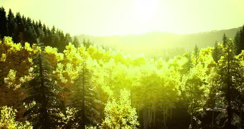 Lush Green Forest with Sunlight Filtering Through Trees at Golden Hour