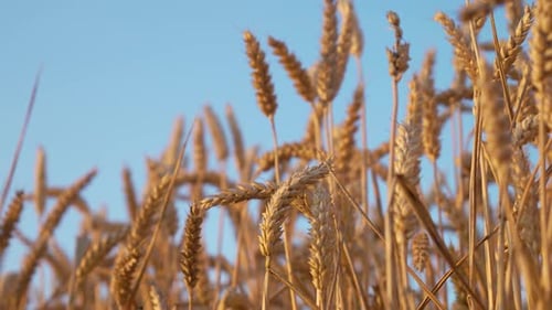 Wheat Agricultural Field Ripening at Blue Sky Background Close Up Golden Crop Ears Swaying From