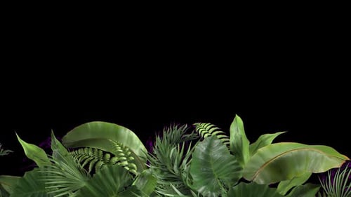 Lush Tropical Leaves Arrangement on Black Background