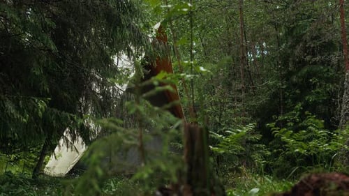 Camping Tent in Lush Forest