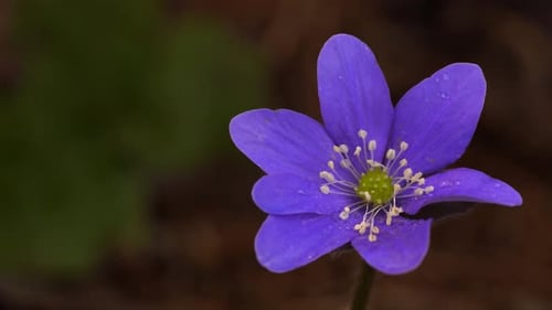 Elegant flower of liverleaf (Hepatica nobilis), perennial blooming early in the spring. Macro, slide