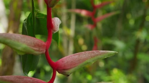 Plante Heliconia dans la forêt tropicale, Manuel Antonio, Costa Rica. sur Red Epic