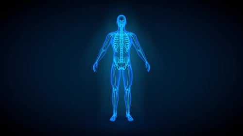 3D Human Body Scan Revealing Skeletal and Organ Systems