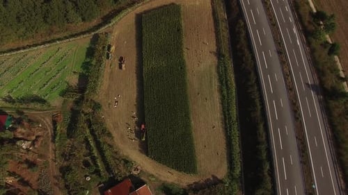 Aerial View of Workers Harvesting Crop Near Highway