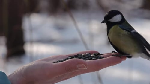 Une femme nourrit un joli oiseau aux mésanges avec des graines de tournesol à Snowy Woodland Beautiful Tomtit Picking Food From