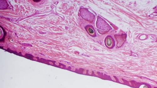 Human Skin Tissue Sample Under Microscope