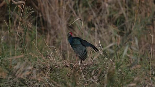 Sumpfhuhn reinigt seine Federn in den frühen Morgenstunden