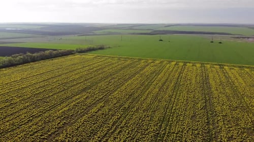 aerial shot of the blooming rapeseed canola field