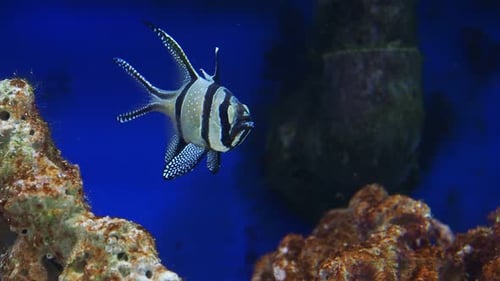 Close-up of tropical fish Banggai cardinalfish Pterapogon kauderni.
