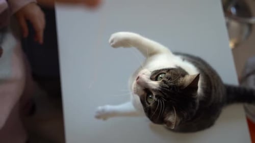 Playful Tabby Cat Reaches Upward with Paws
