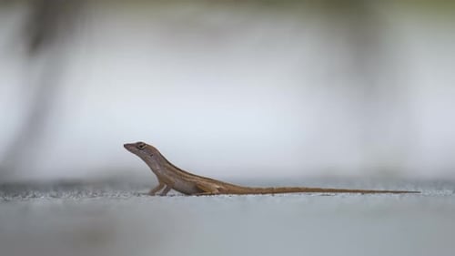 Macro Closeup of Blown Alone Lizard Warming on Summer Sun