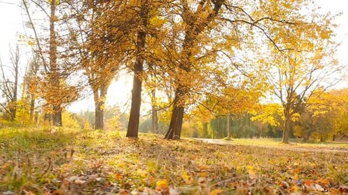 Malerischer Wald mit gelben Bäumen