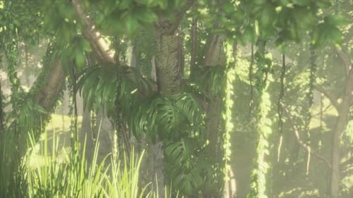 Morning Light in Beautiful Jungle Garden