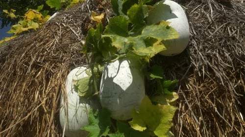 Gourde cirée ou melon d'hiver poussant dans une ferme verte