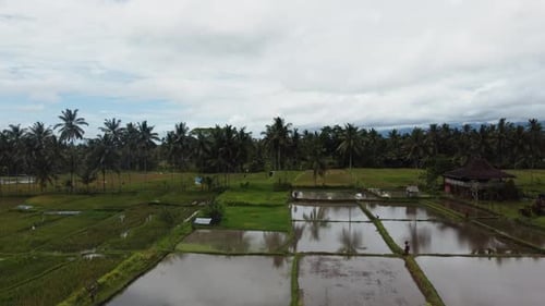 Luftlandschaft der Reisfelder und der Reisterrasse auf der Insel Bali in Indonesien Drohnenflug