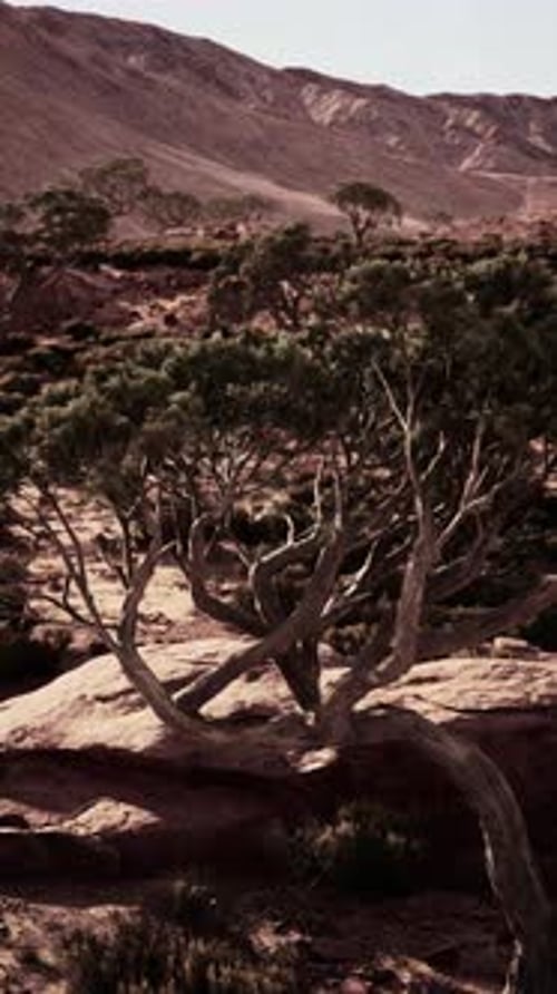 Small Tree Growing Amidst Nevada Desert