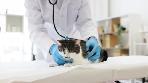 Veterinário inspecionando um gato malhado usando um estetoscópio durante um exame