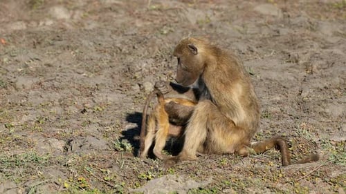 Pflege der Chacma-Paviane, Chobe-Nationalpark