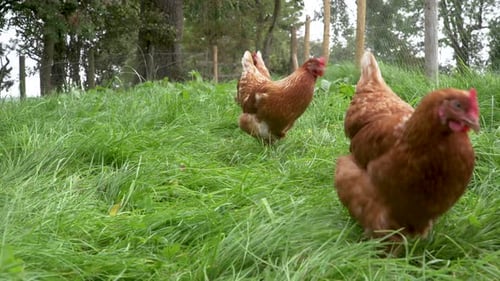 Free range chickens walking past camera in green enclosure