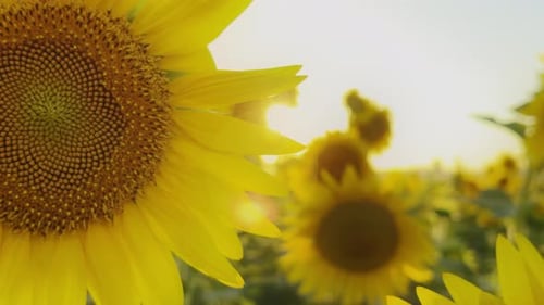 Golden Yellow Sunflower Plant In Field In Warm Sunlight 60