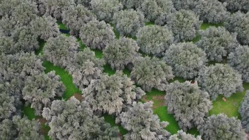Ein Olivenbaum-Panoramabild zeigt typischerweise einen weiten, weitläufigen Blick auf eine Landschaft voller Öl
