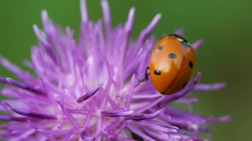 Roter Marienkäfer auf lila Distel