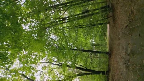 Dirt Road in the Forest