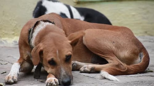 Deux chiens dorment devant la porte de la maison. Chien rouge et noir.