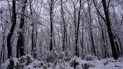 Frozen snow on a misty winter day inside forest trees with dry leafless branches