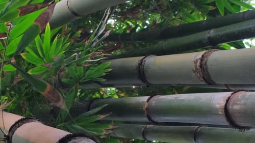 Tropical Tree Bamboo is a Genus of Perennial Evergreen Plants From the Family of Slender Legs That