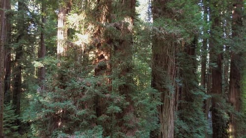 Aerial Moving Between Ancient Redwood Trees in California