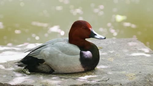 Rothaarige Ente sitzt an einem hellen Nachmittag ruhig auf einem sonnenverwöhnten Felsen in der Nähe von reflektierendem Teichwasser