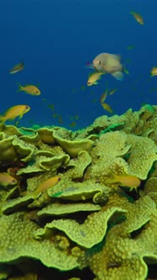 des poissons tropicaux colorés nagent autour de coraux brillants avec la lumière du soir