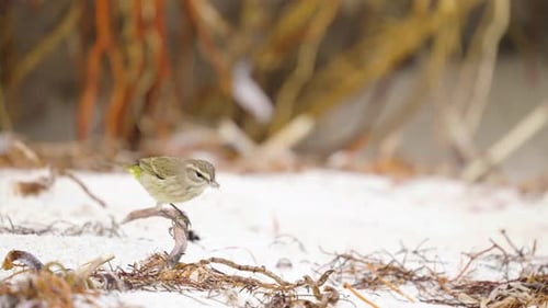 Small Bird Perched on Branch on a Sandy Beach