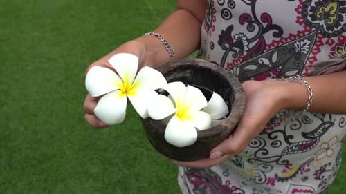 Woman is standing on the grass and she's showing white Hawaiian Plumeria by her hands. Windy and sun
