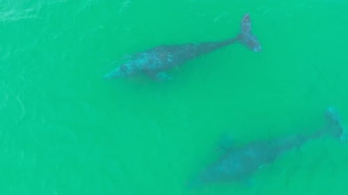 Aerial footage of whales swimming peacefully in the ocean