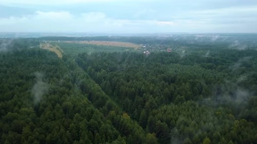 Tall trees standing close to each other and a small lake and blue sky are visible