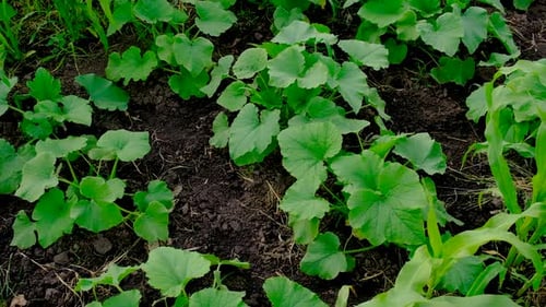 Zucchinianbau im Garten Selektiver Fokus