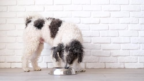 Dog Eating from Bowl in Indoor Setting
