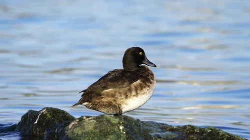 Tufted Duck