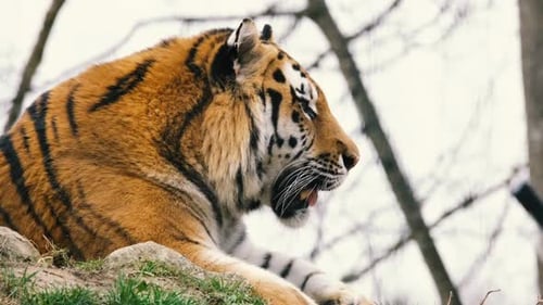 Nature & Wildlife : Tiger