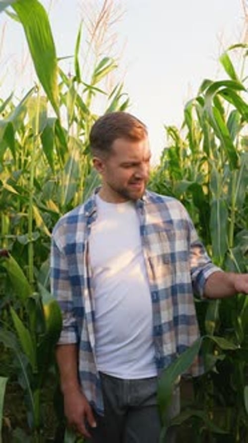 Young Agronomist Inspecting Ripe Corn Plants in Field