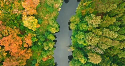 Brown autumn forest and river. Aerial view of wildlife.