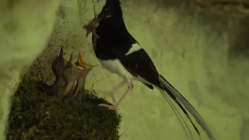 À couronne blanche, une fourche typique, avec un plumage en forme de piebald et une longue queue.