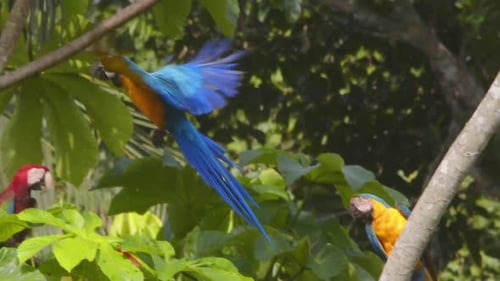 Blue-and-Gold Macaw Flying Through Tropical Forest Canopy