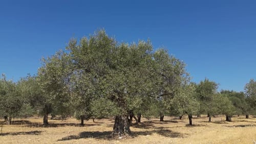 Olive Trees 216