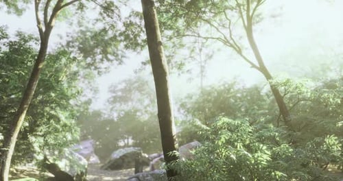 Light Filters Through Trees in a Peaceful Forest Setting During Daytime